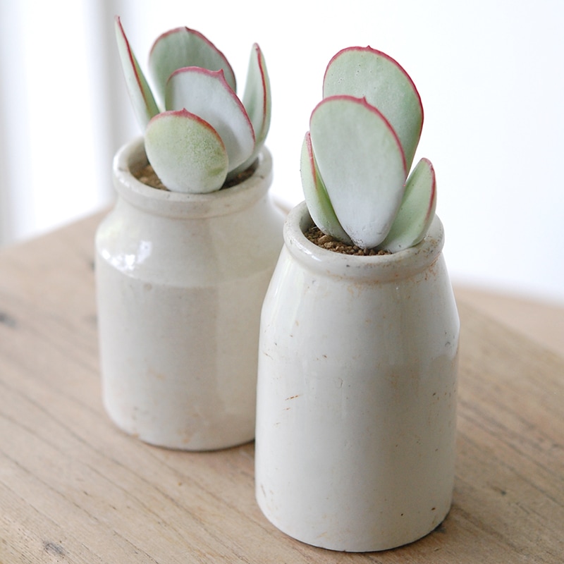 Cotyledon 白眉 x antique イギリスジャー