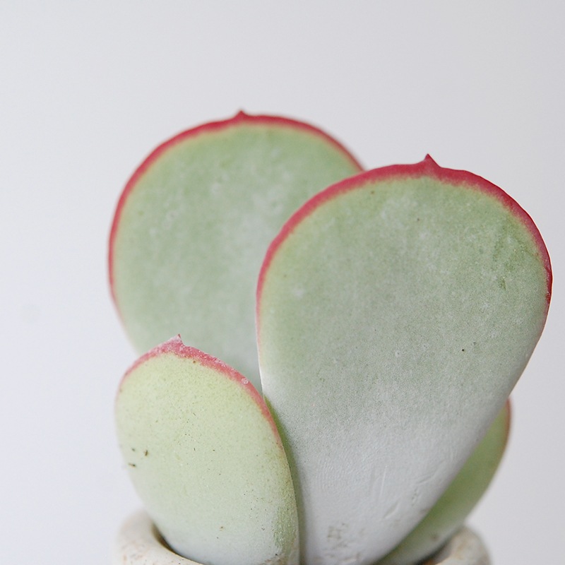 Cotyledon 白眉 x antique イギリスジャー