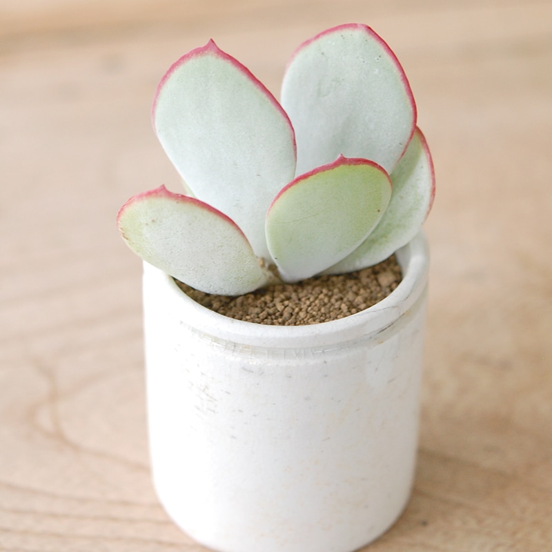 Cotyledon 白眉 x antique イギリスジャー