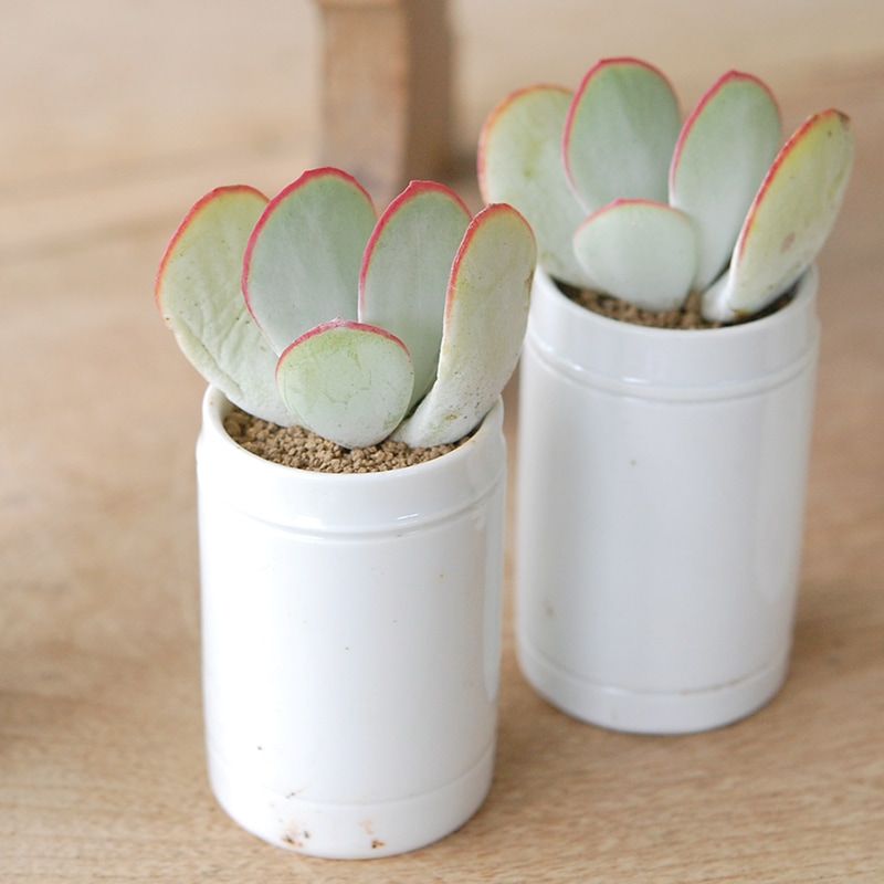 Cotyledon 白眉 x antique イギリスジャー