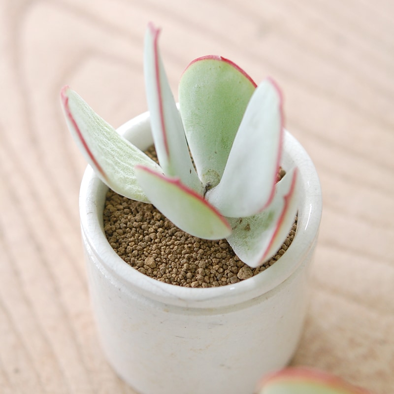 Cotyledon 白眉 x antique イギリスジャー