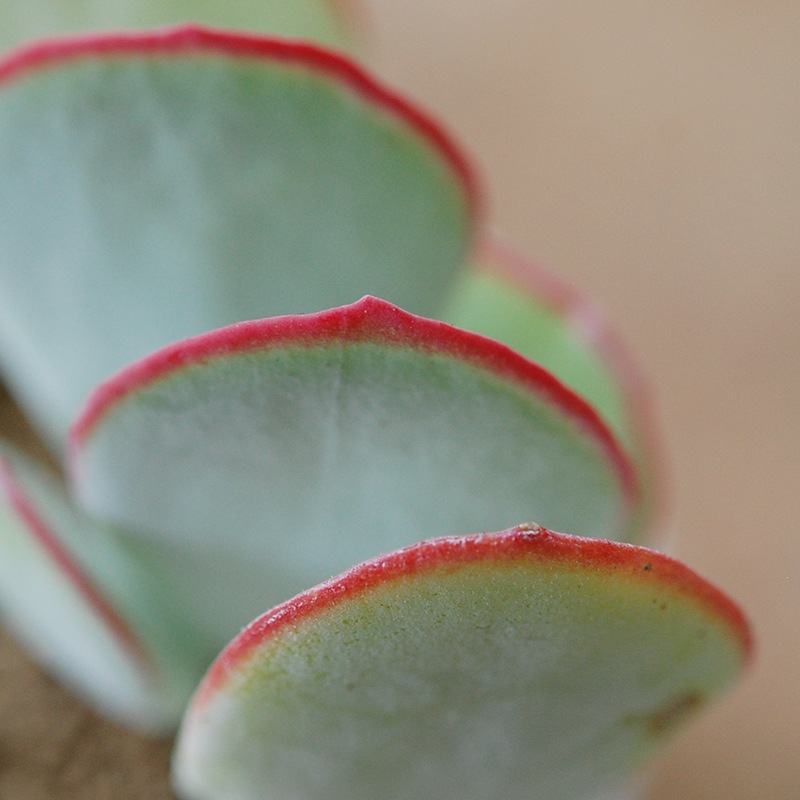 Cotyledon 白眉 x antique イギリスジャー