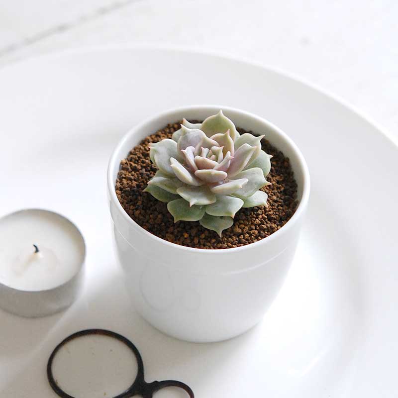 ローラ/ Echeveria