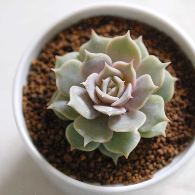 ローラ/ Echeveria