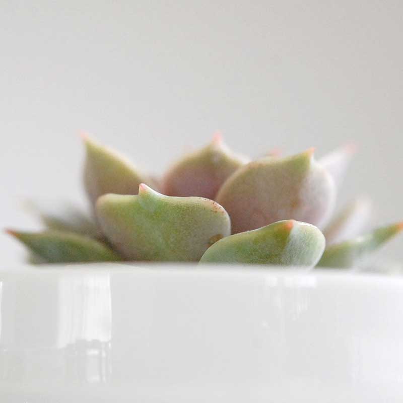 ローラ/ Echeveria