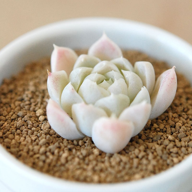 白月影 / Echeveria