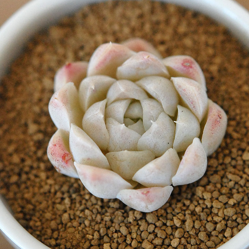 白月影 / Echeveria