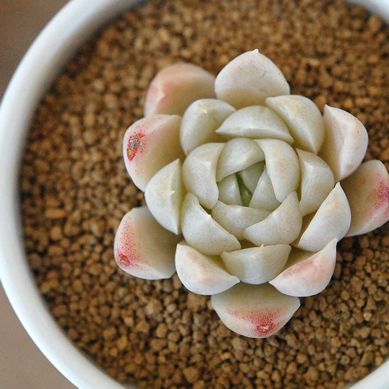 白月影 / Echeveria