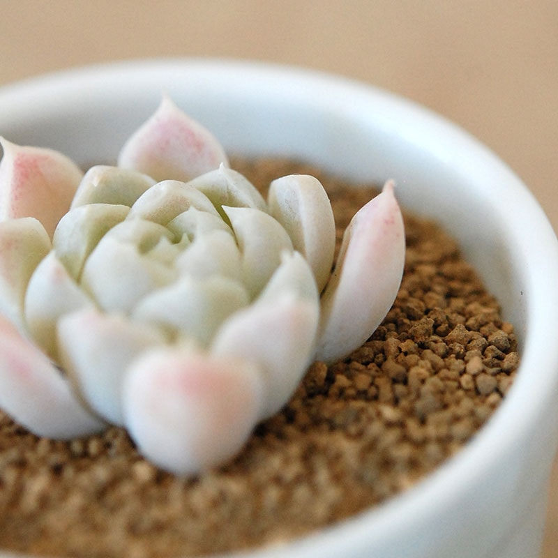 白月影 / Echeveria