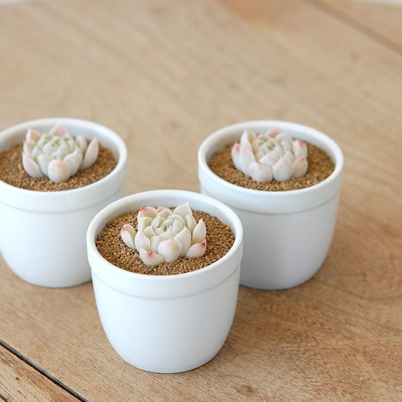 白月影 / Echeveria