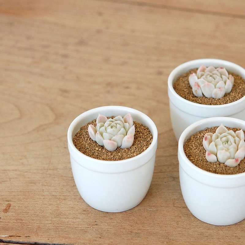 白月影 / Echeveria