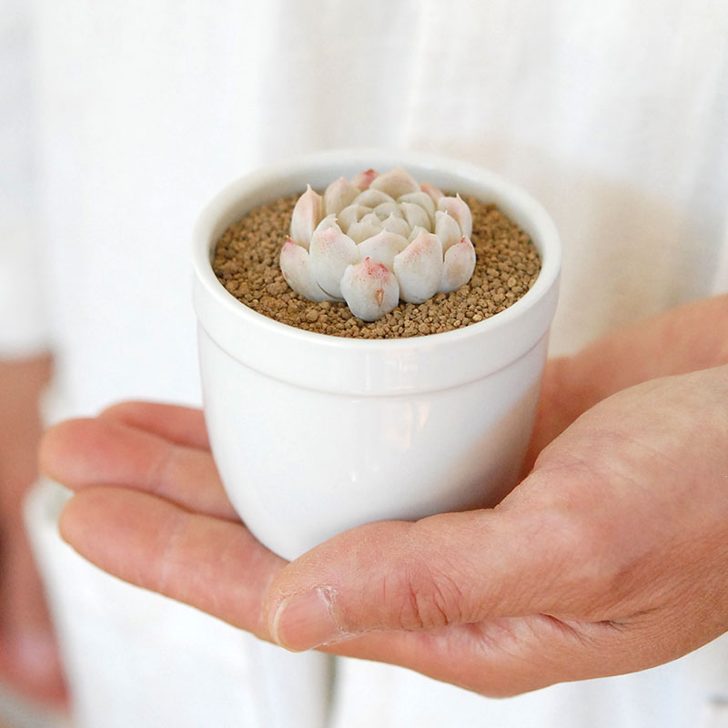 白月影 / Echeveria