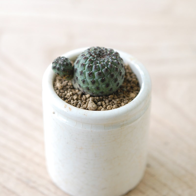 Sulcorebutia グリーンラウイー x antique イギリスジャー