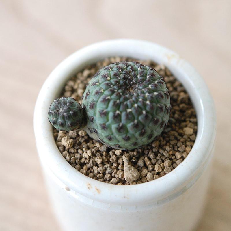 Sulcorebutia グリーンラウイー x antique イギリスジャー