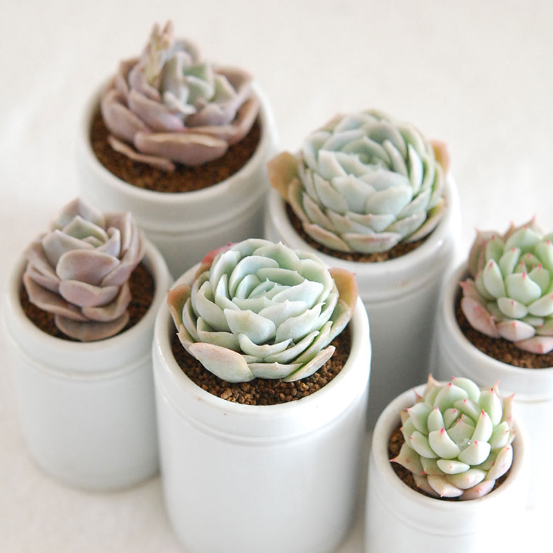 succulent x antique イギリスジャー