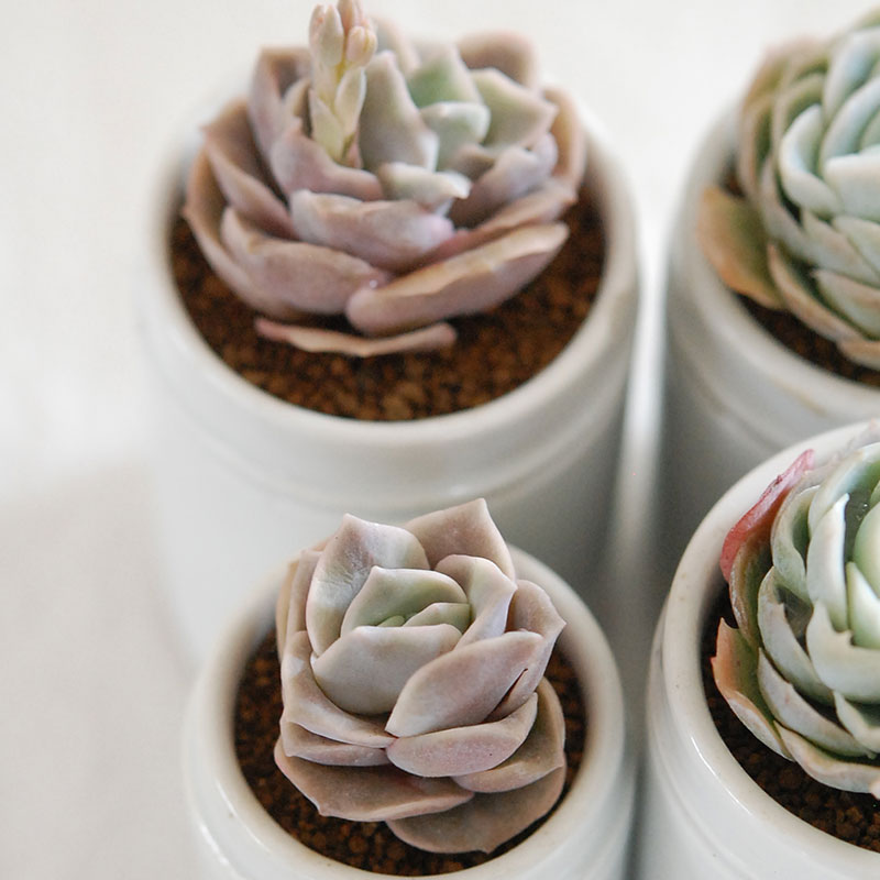 succulent x antique イギリスジャー