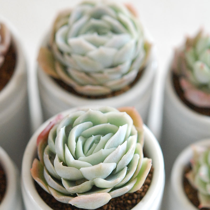 succulent x antique イギリスジャー