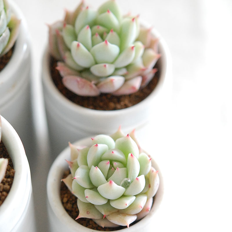 succulent x antique イギリスジャー