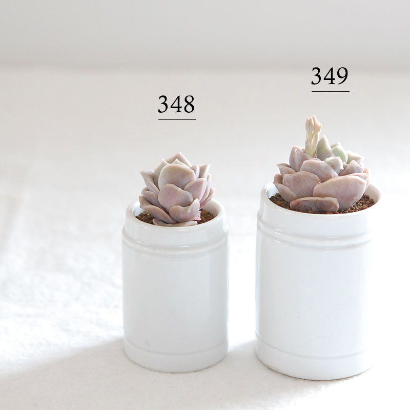 succulent x antique イギリスジャー