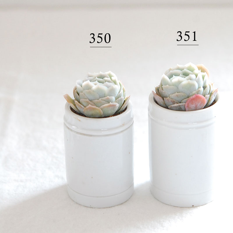 succulent x antique イギリスジャー
