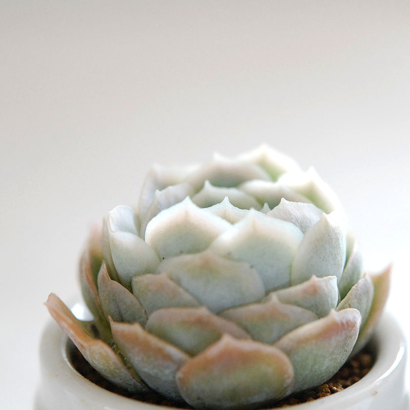 succulent x antique イギリスジャー