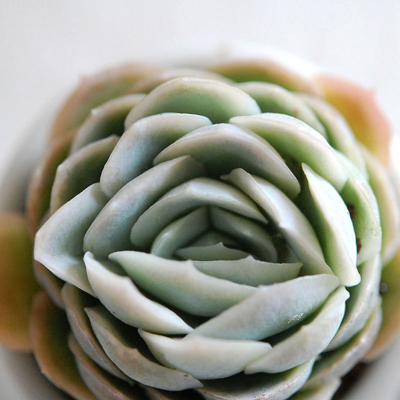 succulent x antique イギリスジャー