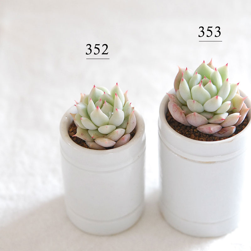 succulent x antique イギリスジャー