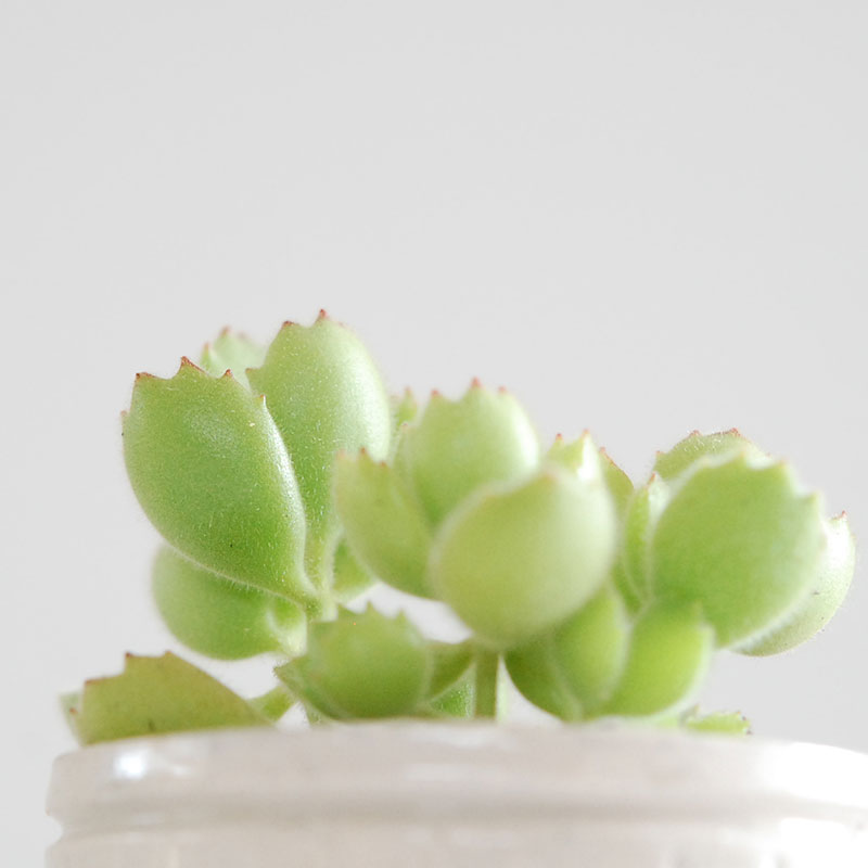 Cotyledon 熊童子 x antique イギリスジャー