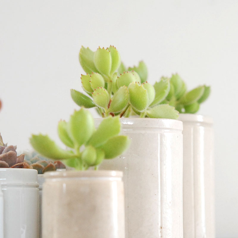 Cotyledon 熊童子 x antique イギリスジャー