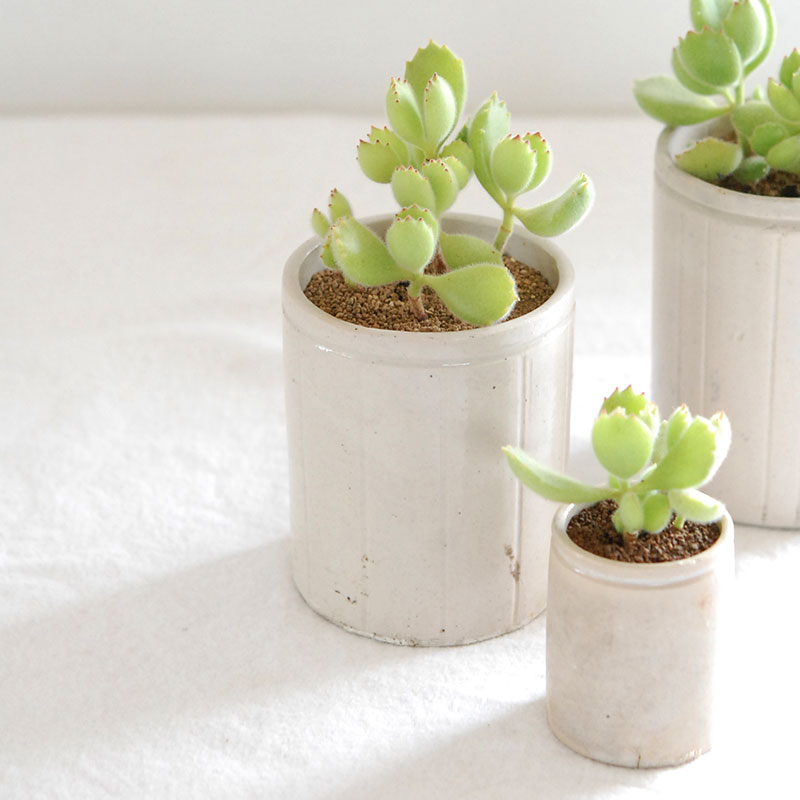 Cotyledon 熊童子 x antique イギリスジャー