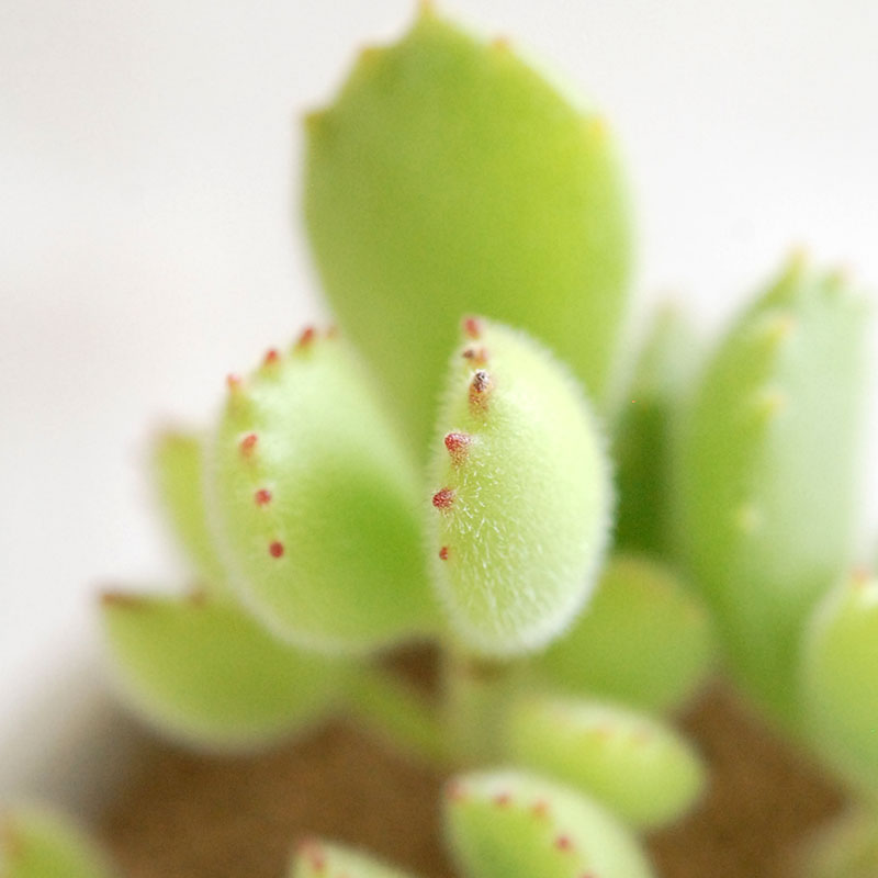 Cotyledon 熊童子 x antique イギリスジャー