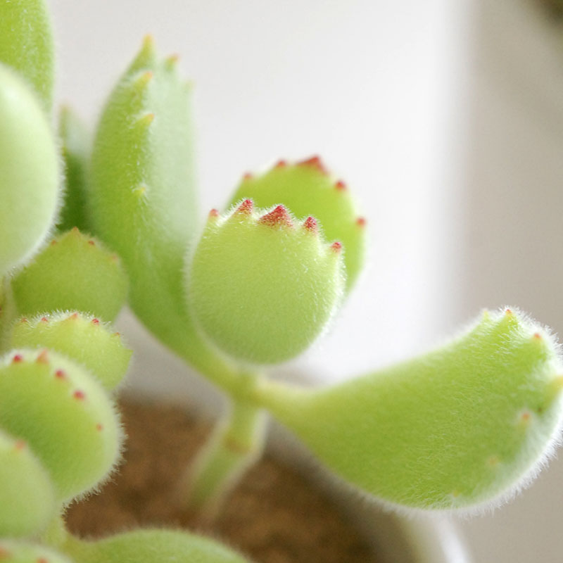 Cotyledon 熊童子 x antique イギリスジャー