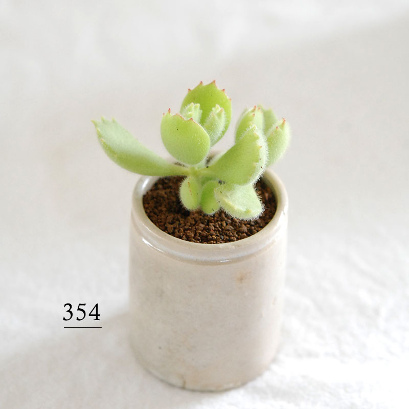 Cotyledon 熊童子 x antique イギリスジャー