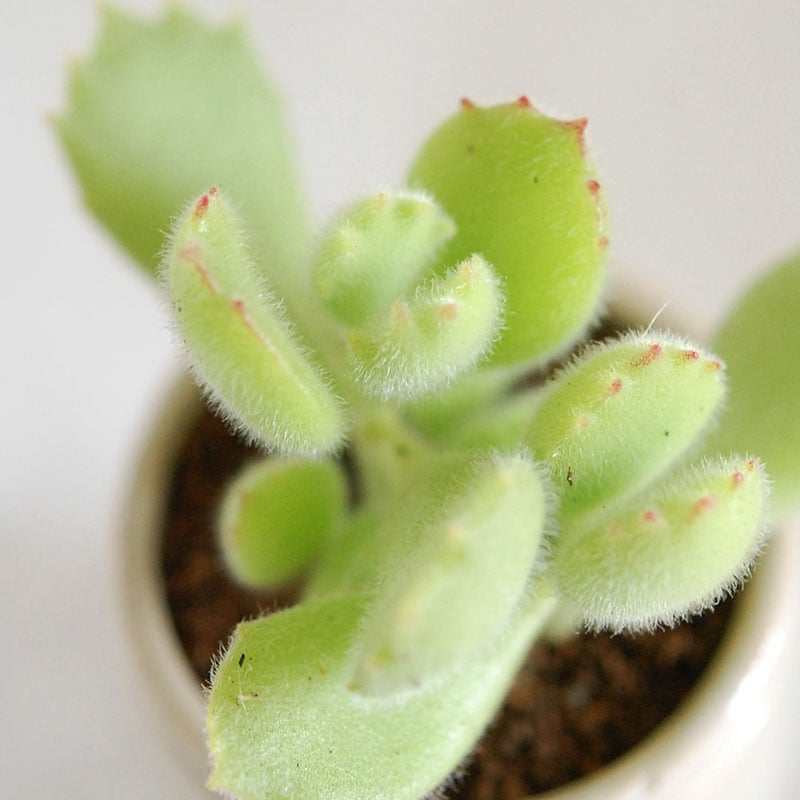 Cotyledon 熊童子 x antique イギリスジャー