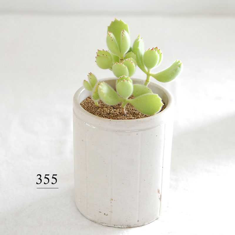 Cotyledon 熊童子 x antique イギリスジャー