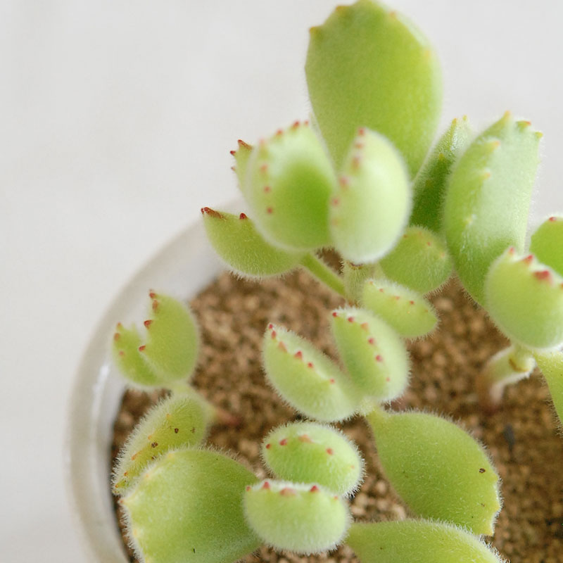 Cotyledon 熊童子 x antique イギリスジャー