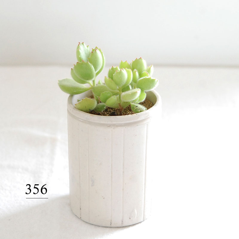 Cotyledon 熊童子 x antique イギリスジャー