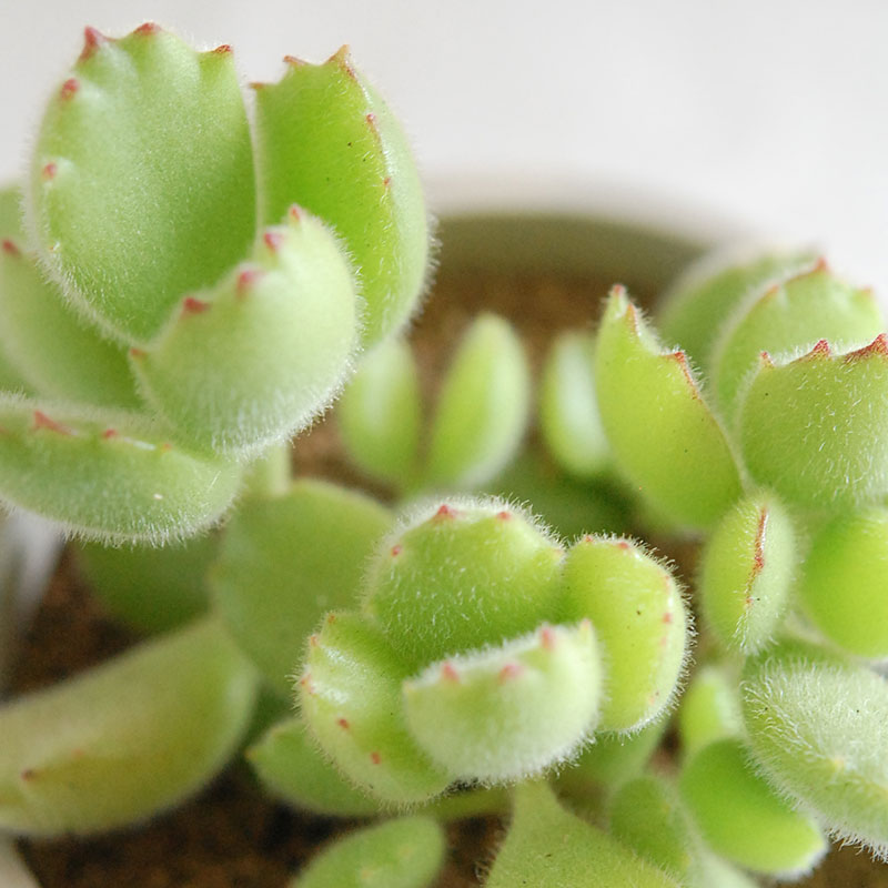 Cotyledon 熊童子 x antique イギリスジャー