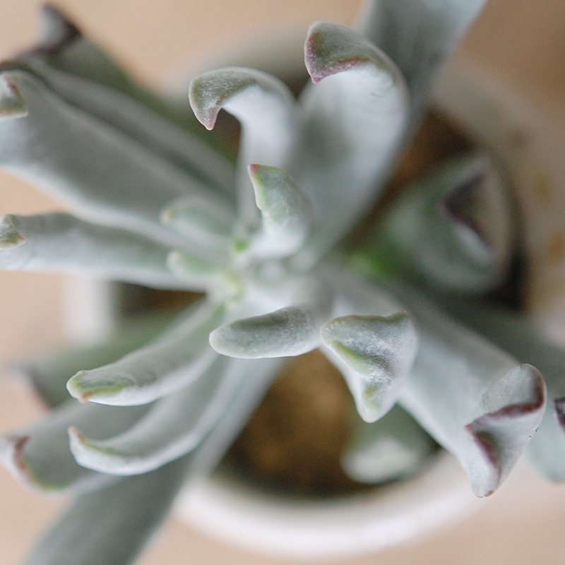 Cotyledon コブラ x antique イギリスジャー