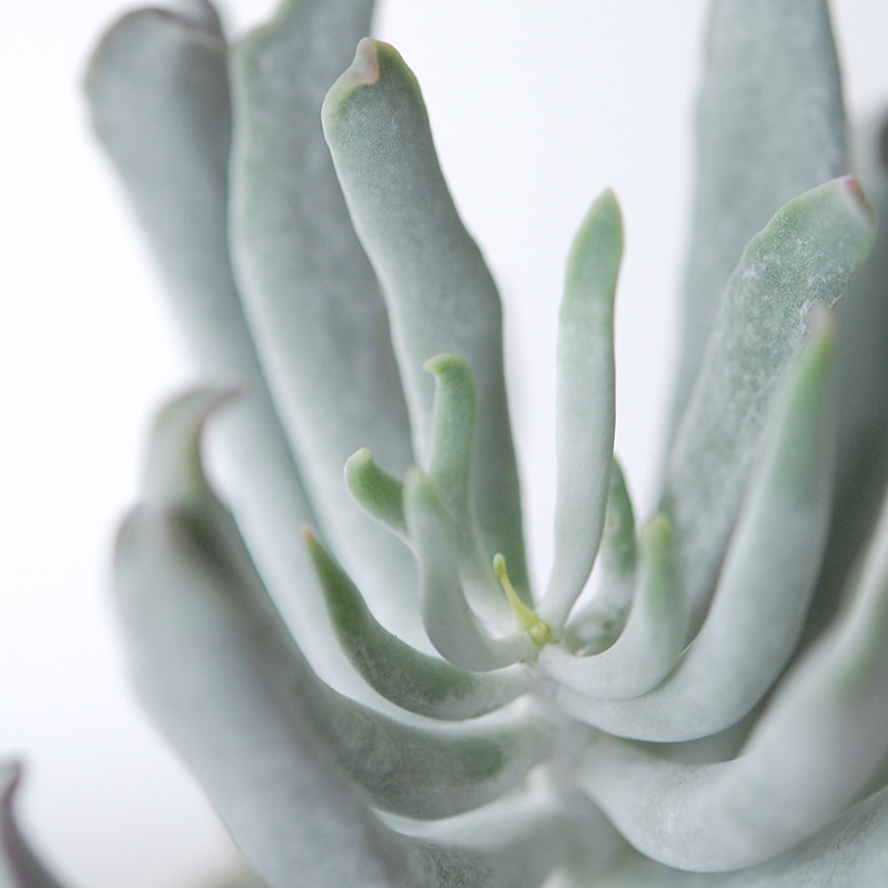 Cotyledon コブラ x antique イギリスジャー