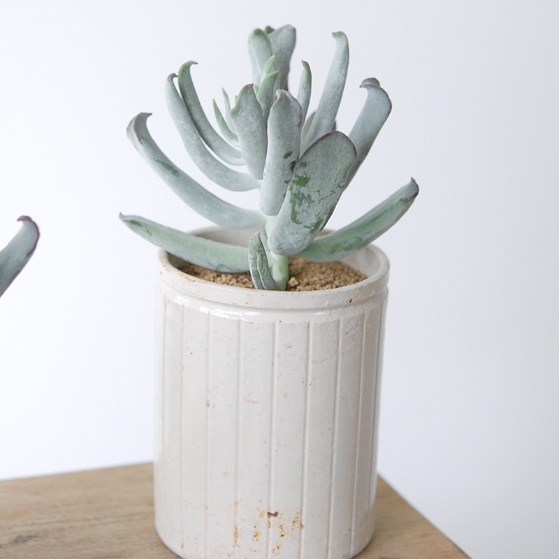 Cotyledon コブラ x antique イギリスジャー
