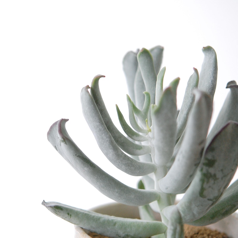 Cotyledon コブラ x antique イギリスジャー