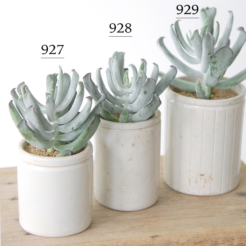 Cotyledon コブラ x antique イギリスジャー
