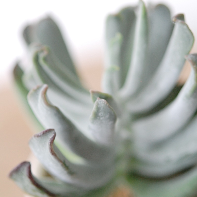 Cotyledon コブラ x antique イギリスジャー