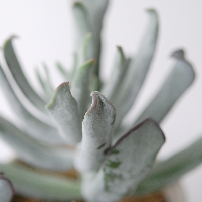 Cotyledon コブラ x antique イギリスジャー