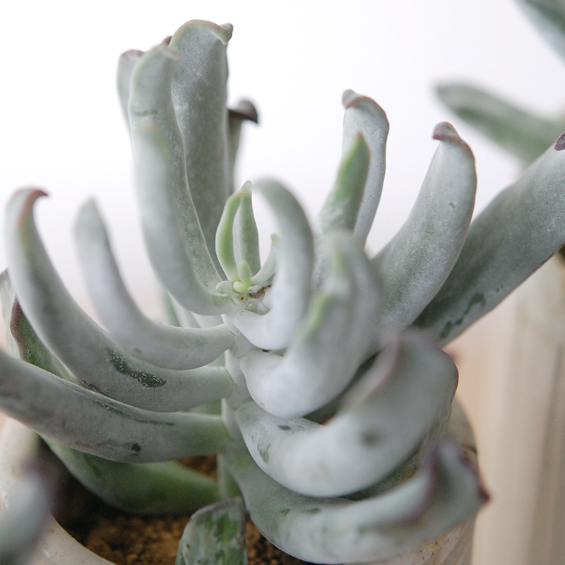 Cotyledon コブラ x antique イギリスジャー
