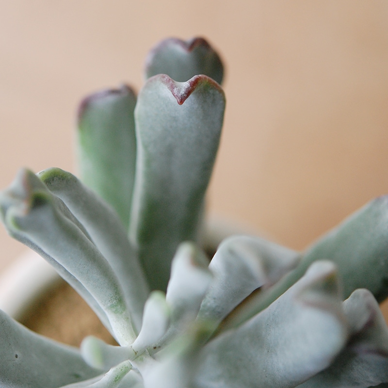 Cotyledon コブラ x antique イギリスジャー