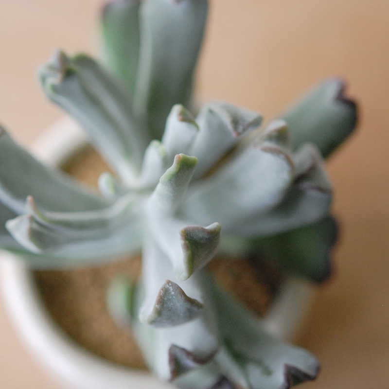 Cotyledon コブラ x antique イギリスジャー