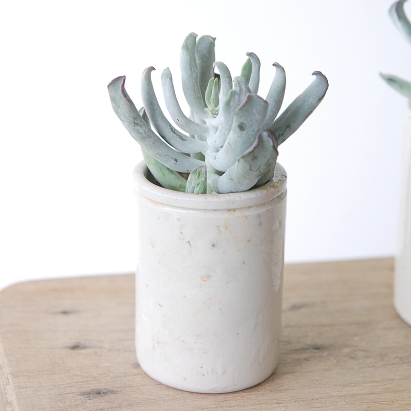 Cotyledon コブラ x antique イギリスジャー