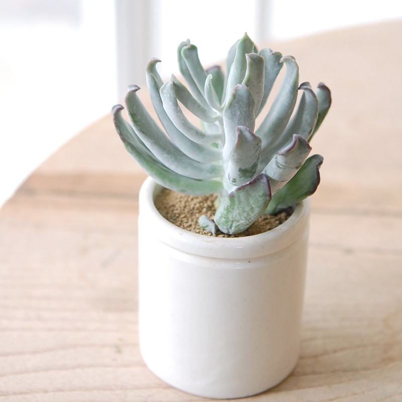 Cotyledon コブラ x antique イギリスジャー